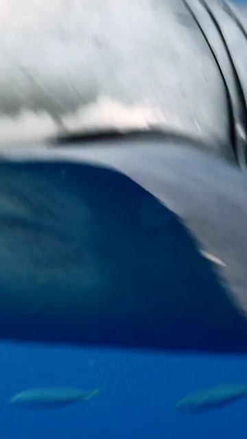 Big White Shark Close to Camera смотреть онлайн