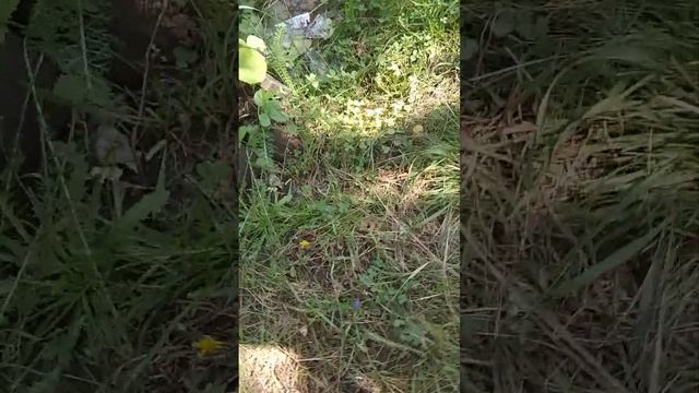 ЖАРКО ☀. УЖ 🪱 приполз на водные процедуры ⛲🏝🛁🧼🧽🚿🚰. смотреть онлайн