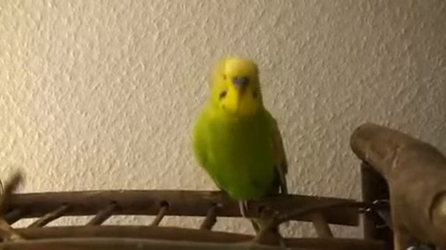 попугай говорит смотреть онлайн