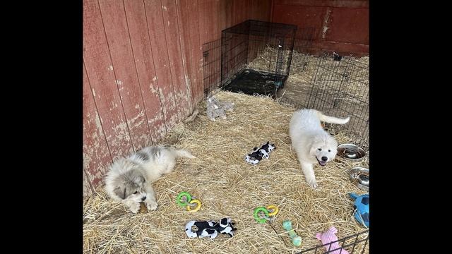 Vlog Ep 2: Off Grid Couple, Large Alpaca Farm, Cob Barn Build, Farm from Scratch смотреть онлайн