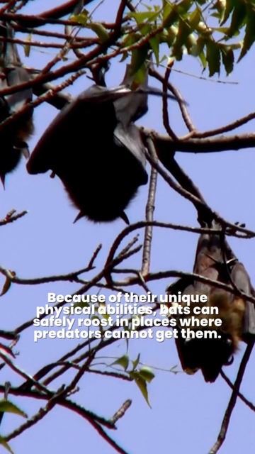 Why Bat Hangs Upside Down? 🦇 How Bats Sleep Upside Down #1minuteknowledge #oneminutefact смотреть онлайн
