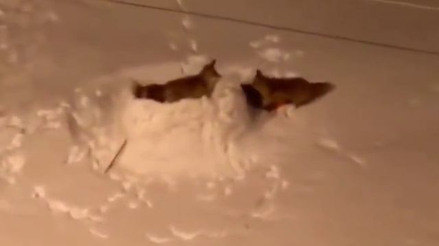 Милые лисята в Сыктывкаре 5.12.2018 Видео Елена Дзюба смотреть онлайн