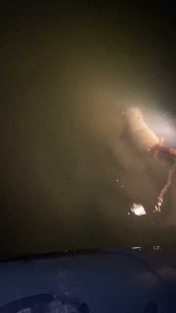 Поймал Сазана на глубине ночью! #рыбалка #сазан смотреть онлайн