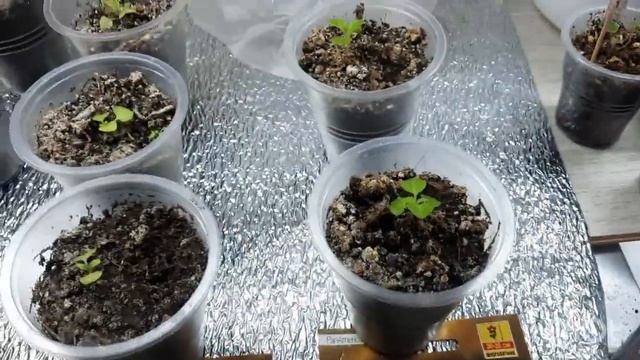 Рассада цветов на стеллажах в начале января. смотреть онлайн