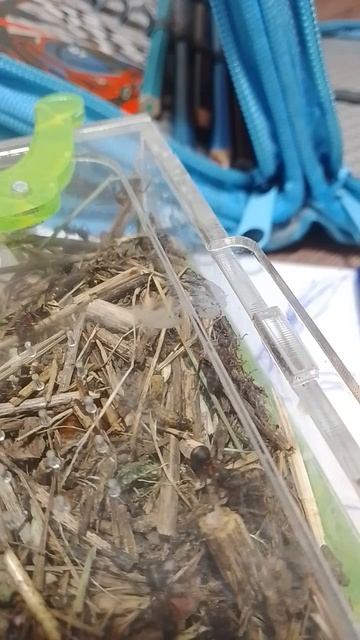 муравьи часть 6 смотреть онлайн