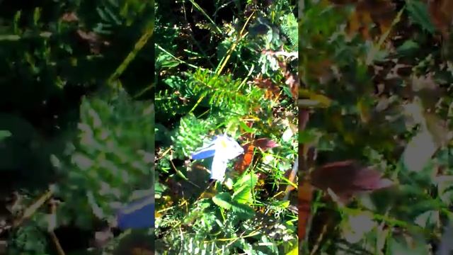 Цветение Шафрана на Ай-Петри смотреть онлайн