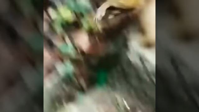 Обезьяна ВИЗЖАЛА изо всех сил смотреть онлайн