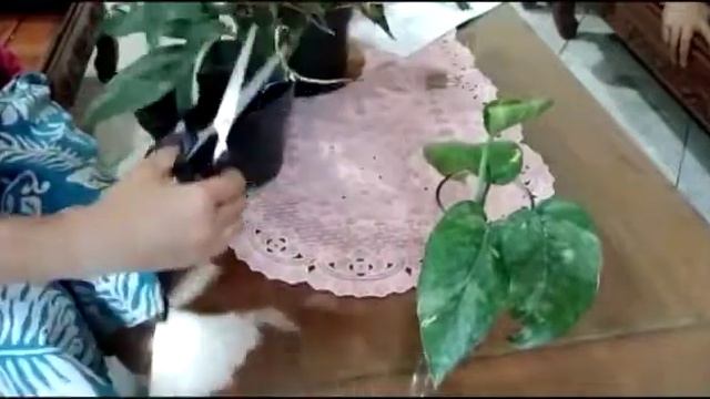 how i propogated my epipremnum pinnatum variegata by using water смотреть онлайн