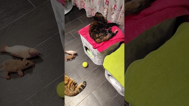 Лучшая бюджетная игрушка для котят по нашей версии😋👍🐈😀 смотреть онлайн