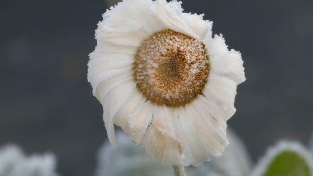 Mon film Dans le Jardin en hiver de Noël 2022 смотреть онлайн