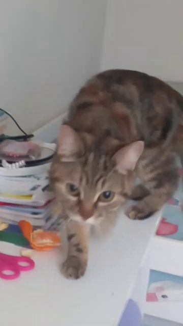 кошка прийдёт к вам смотреть онлайн