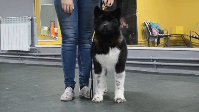 ADRENALINE RUSH смотреть онлайн