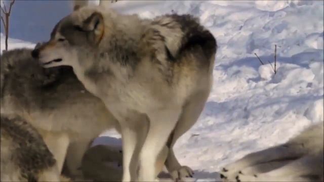 mating Wolf El apareamiento de dos lobos смотреть онлайн