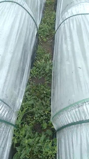 минитонели из плёнки, что под ними после дождя смотреть онлайн