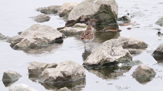 Long toed Stint "3E30826" смотреть онлайн