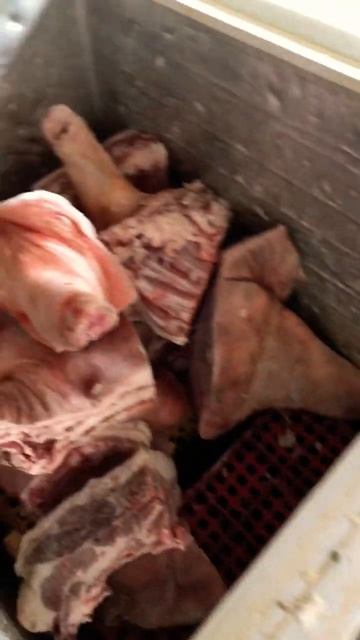 🐗 🐷 Wild Board Slaughterhouse #wildboar #butcher #butchery #meat #pork