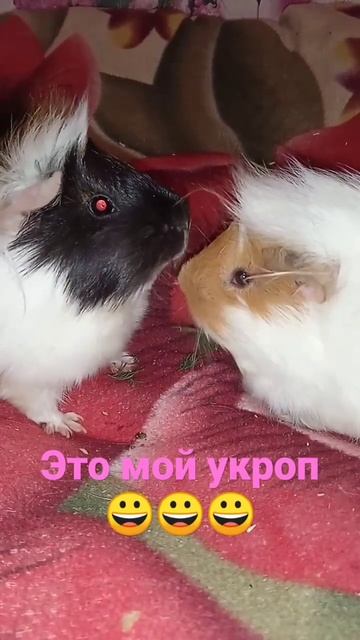 #свинка #травка#забавныепитомцы #смешные смотреть онлайн