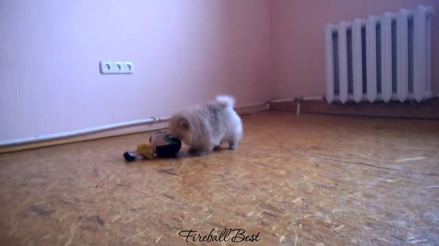 The second boy Pomeranian Grishanya смотреть онлайн