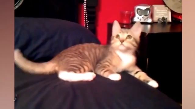 The BEST FURRY VIDEOS from YouTube and TickTock (#9) смотреть онлайн