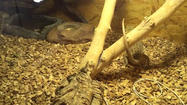 Pogona vitticeps смотреть онлайн