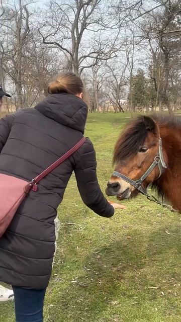 В Анапе в Детском парке гуляют лошади, которых можно покормить 🐴#анапа#анапасегодня#путешествия смотреть онлайн