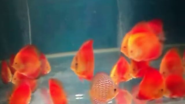 дискусы отборные красные 1 смотреть онлайн