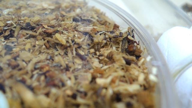 Metapone sauteri 邵氏短腰家蟻 смотреть онлайн