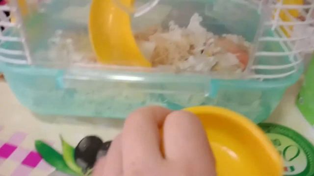 Кормлю хомяков и показала всех животных смотреть онлайн