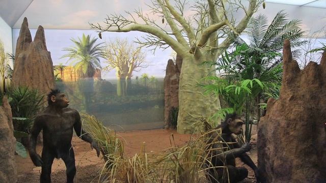 Sahelanthropus Tchadensis смотреть онлайн