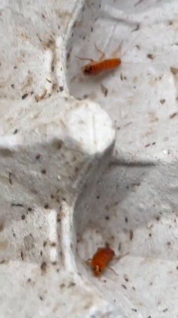 Baby Roaches In My Roach Farm! смотреть онлайн
