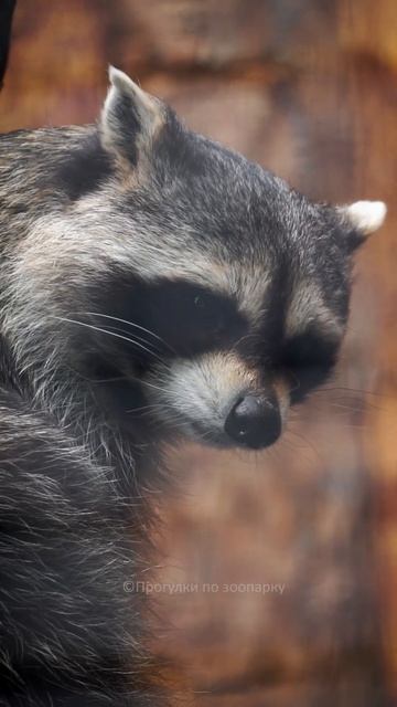 Енот Элвис вышел разведать обстановку на улице смотреть онлайн