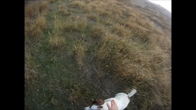 Billie The Hunting Spaniel Part 2 смотреть онлайн