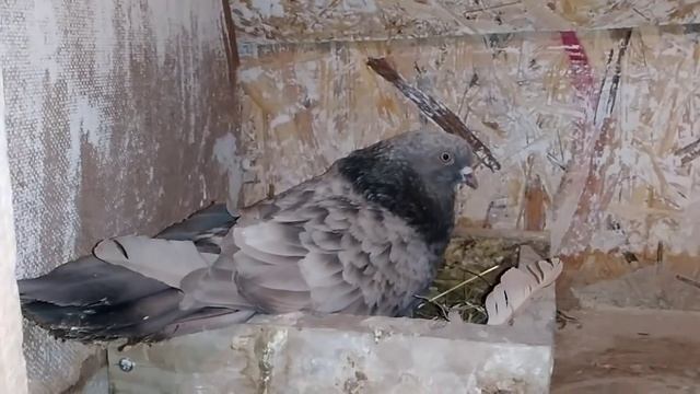 Кировоградские голуби 2016 года. смотреть онлайн