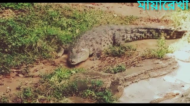 সমুদ্রের ভয়ংকর দশটি প্রাণী। Top 10 Dangerous Animal In Sea. মায়ারেখা। Mayarekha