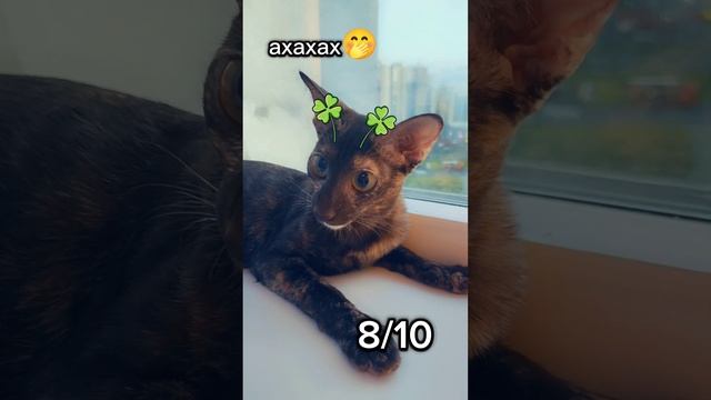 Оцениваем маски для котиков из Snapchat🐈🎀 смотреть онлайн