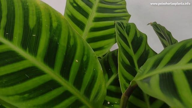 Maranta: Saiba Como Cuidar Desta Planta смотреть онлайн