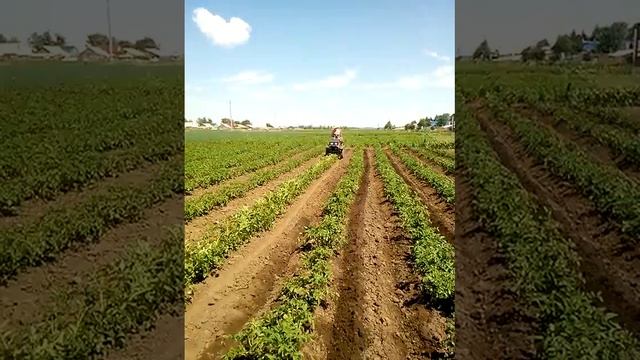 Окучивание картофеля