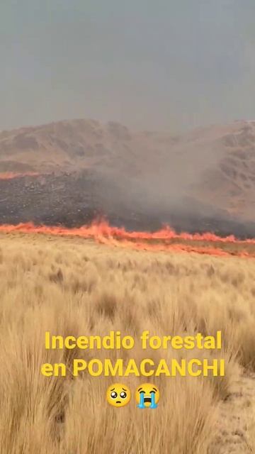 INCENDIO EN LA RESERVA DE VICUÑAS EN POMACANCHI 🥺😭🥺 смотреть онлайн