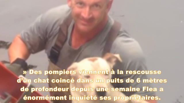 Un lamantin sauve un chien de la noyade qui se débattait depuis des heures ! смотреть онлайн