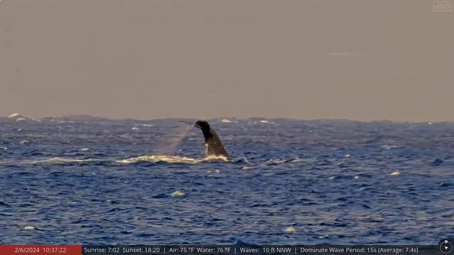 Мама горбатого кита и детеныш - Mother Of A Humpback Whale And A Cub