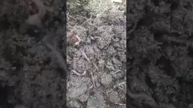 Биогомус бизнесига кизикучилар, Биогомус ва Калифорния кизил йомгир чувалчанги сотувга таййор смотреть онлайн