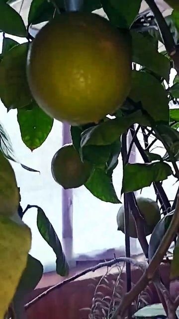 Эх,Лимончики! смотреть онлайн