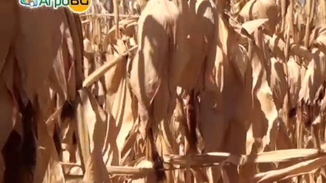 KWS представи новите си царевични хибриди на АГРА 2013 смотреть онлайн