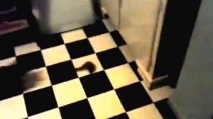 funny kitten. Дети стебаются над котом))) концовка жесть