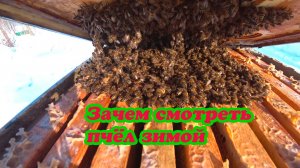 ЗАЧЕМ ПЧЕЛОВОДЫ СМОТРЯТ ПЧЁЛ ЗИМОЙ, НУЖНО ЛИ ЭТО ДЕЛАТЬ.