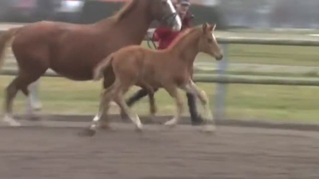 Don Frederic-Rubin-Royal colt * 2013 for sale смотреть онлайн
