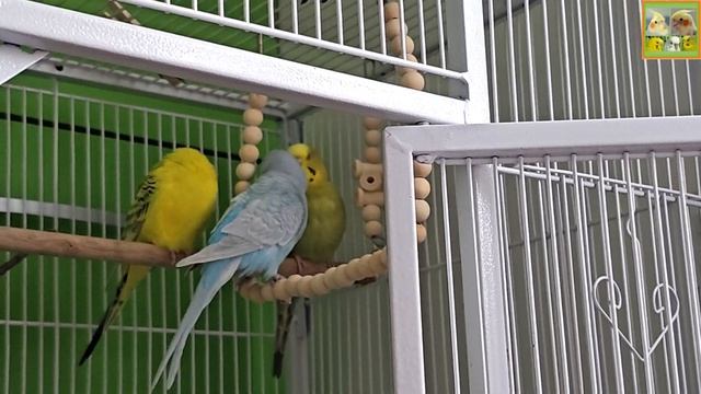 Funny Parrotszotti 247. Life of Cockatiels and budgies. Жизнь корелл и волнистых попугаев смотреть онлайн