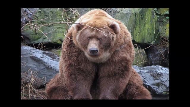 Медведи часть 9 смотреть онлайн