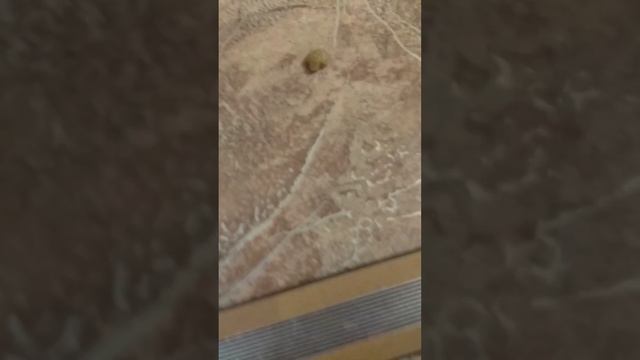 будет ли кошка есть печенье смотреть онлайн