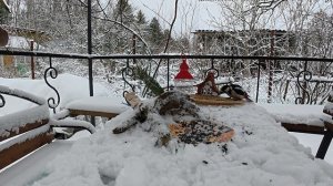 Кино для кошек. Дятлы и сойки и другие птицы которых мы подкармливаем .